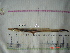  ( - IB-COB044)  @13 [ ] CreativeCommons - Attribution Non-Commercial Share-Alike (2011) Hector Espinosa Universidad Nacional Autonoma de Mexico, Instituto de Biologia