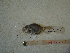  ( - IB-COB063)  @11 [ ] CreativeCommons - Attribution Non-Commercial Share-Alike (2011) Hector Espinosa Universidad Nacional Autonoma de Mexico, Instituto de Biologia