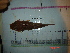  ( - IB-COB100)  @13 [ ] CreativeCommons - Attribution Non-Commercial Share-Alike (2011) Hector Espinosa Universidad Nacional Autonoma de Mexico, Instituto de Biologia