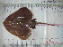  ( - IB-COB101)  @11 [ ] CreativeCommons - Attribution Non-Commercial Share-Alike (2011) Hector Espinosa Universidad Nacional Autonoma de Mexico, Instituto de Biologia
