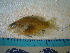  ( - IB-DUR004)  @11 [ ] CreativeCommons - Attribution Non-Commercial Share-Alike (2011) Hector Espinosa Universidad Nacional Autonoma de Mexico, Instituto de Biologia
