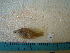  ( - IB-DUR006)  @12 [ ] CreativeCommons - Attribution Non-Commercial Share-Alike (2011) Hector Espinosa Universidad Nacional Autonoma de Mexico, Instituto de Biologia