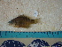  ( - IB-DUR012)  @11 [ ] CreativeCommons - Attribution Non-Commercial Share-Alike (2011) Hector Espinosa Universidad Nacional Autonoma de Mexico, Instituto de Biologia