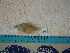  ( - IB-DUR013)  @12 [ ] CreativeCommons - Attribution Non-Commercial Share-Alike (2011) Hector Espinosa Universidad Nacional Autonoma de Mexico, Instituto de Biologia