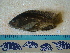  ( - IB-DUR025)  @11 [ ] CreativeCommons - Attribution Non-Commercial Share-Alike (2011) Hector Espinosa Universidad Nacional Autonoma de Mexico, Instituto de Biologia
