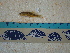 ( - IB-DUR039)  @11 [ ] CreativeCommons - Attribution Non-Commercial Share-Alike (2011) Hector Espinosa Universidad Nacional Autonoma de Mexico, Instituto de Biologia