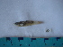  (Gambusia longispinis - IB-DUR054)  @13 [ ] CreativeCommons - Attribution Non-Commercial Share-Alike (2011) Hector Espinosa Universidad Nacional Autonoma de Mexico, Instituto de Biologia
