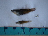  (Gambusia senilis - IB-DUR056)  @12 [ ] CreativeCommons - Attribution Non-Commercial Share-Alike (2011) Hector Espinosa Universidad Nacional Autonoma de Mexico, Instituto de Biologia