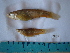  (Poeciliopsis occidentalis - IB-DUR059)  @13 [ ] CreativeCommons - Attribution Non-Commercial Share-Alike (2011) Hector Espinosa Universidad Nacional Autonoma de Mexico, Instituto de Biologia