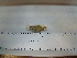  ( - IB-LZM001)  @12 [ ] CreativeCommons - Attribution Non-Commercial Share-Alike (2011) Hector Espinosa Universidad Nacional Autonoma de Mexico, Instituto de Biologia