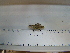  ( - IB-LZM002)  @12 [ ] CreativeCommons - Attribution Non-Commercial Share-Alike (2011) Hector Espinosa Universidad Nacional Autonoma de Mexico, Instituto de Biologia