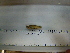  ( - IB-LZM003)  @12 [ ] CreativeCommons - Attribution Non-Commercial Share-Alike (2011) Hector Espinosa Universidad Nacional Autonoma de Mexico, Instituto de Biologia