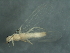  ( - 09CBSTO-009)  @12 [ ] CreativeCommons - Attribution (2010) Unspecified Centre for Biodiversity Genomics