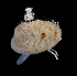  (Papyridea - CBC_0020)  @11 [ ] CreativeCommons - Attribution Non-Commercial Share-Alike (2017) Matthieu Leray Smithsonian Institution