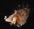  ( - CBC_0027)  @11 [ ] CreativeCommons - Attribution Non-Commercial Share-Alike (2017) Matthieu Leray Smithsonian Institution