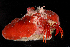  ( - CBC_0481)  @11 [ ] CreativeCommons - Attribution Non-Commercial Share-Alike (2017) Matthieu Leray Smithsonian Institution