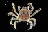 ( - CBC_0563)  @11 [ ] CreativeCommons - Attribution Non-Commercial Share-Alike (2017) Matthieu Leray Smithsonian Institution
