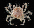  ( - CBC_0564)  @11 [ ] CreativeCommons - Attribution Non-Commercial Share-Alike (2017) Matthieu Leray Smithsonian Institution