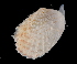  ( - CBC_0669)  @11 [ ] CreativeCommons - Attribution Non-Commercial Share-Alike (2017) Matthieu Leray Smithsonian Institution