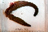  ( - 08PROBE-0070)  @12 [ ] CreativeCommons - Attribution (2010) Unspecified Centre for Biodiversity Genomics