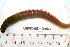  ( - 08PROBE-0080)  @12 [ ] CreativeCommons - Attribution (2010) Unspecified Centre for Biodiversity Genomics