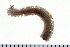  ( - 08PROBE-0027)  @13 [ ] CreativeCommons - Attribution (2010) Unspecified Centre for Biodiversity Genomics