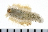  ( - 08PROBE-0048)  @14 [ ] CreativeCommons - Attribution (2010) Unspecified Centre for Biodiversity Genomics