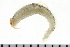  ( - 08PROBE-0160)  @13 [ ] CreativeCommons - Attribution (2010) Unspecified Centre for Biodiversity Genomics
