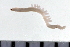 (Exogone dispar - 08PROBE-0240)  @11 [ ] CreativeCommons - Attribution (2010) Unspecified Centre for Biodiversity Genomics