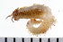  ( - 08PROBE-0250)  @13 [ ] CreativeCommons - Attribution (2010) Unspecified Centre for Biodiversity Genomics