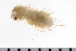  ( - 08PROBE-0271)  @13 [ ] CreativeCommons - Attribution (2010) Unspecified Centre for Biodiversity Genomics