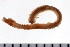  ( - 08PROBE-0286)  @13 [ ] CreativeCommons - Attribution (2008) Unspecified Centre for Biodiversity Genomics