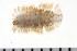  ( - 08PROBE-0538)  @13 [ ] CreativeCommons - Attribution (2008) Unspecified Centre for Biodiversity Genomics
