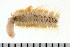  ( - 08PROBE-0542)  @13 [ ] CreativeCommons - Attribution (2008) Unspecified Centre for Biodiversity Genomics