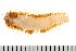  (Harmothoe rarispina CMC03 - 08PROBE-0543)  @14 [ ] CreativeCommons - Attribution (2008) Unspecified Centre for Biodiversity Genomics