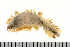  ( - 08PROBE-0557)  @13 [ ] CreativeCommons - Attribution (2008) Unspecified Centre for Biodiversity Genomics