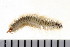  ( - 08PROBE-0558)  @13 [ ] CreativeCommons - Attribution (2008) Unspecified Centre for Biodiversity Genomics