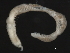  ( - 09PROBE-01183)  @12 [ ] CreativeCommons - Attribution (2009) Unspecified Centre for Biodiversity Genomics