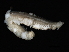  ( - 09PROBE-08229)  @13 [ ] CreativeCommons - Attribution (2009) Unspecified Centre for Biodiversity Genomics