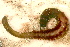  ( - 08PROBE-0069)  @12 [ ] CreativeCommons - Attribution (2010) Unspecified Centre for Biodiversity Genomics