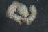  ( - 09PROBE-01123)  @12 [ ] CreativeCommons - Attribution (2010) Unspecified Centre for Biodiversity Genomics