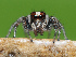 ( - CCDB-38514-72)  @11 [ ] No Rights Reserved (2021) Unspecified Unspecified