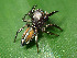  (Pachomius dybowskii - CCDB-45528-47)  @11 [ ] No Rights Reserved (2023) Unspecified Unspecified