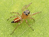  (Pachomius bilobatus - CCDB-44222-19)  @11 [ ] No Rights Reserved (2023) Unspecified Unspecified