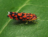  (Ladoffa cavillator - CCDB-50480-36)  @11 [ ] nrr (2025) Unspecified Unspecified