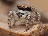  (Habronattus conjunctus - CCDB-50480-56)  @11 [ ] nrr (2025) Unspecified Unspecified