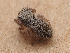  ( - CCDB-50480-53)  @11 [ ] nrr (2025) Unspecified Unspecified