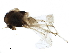  ( - CHARS00125-G03)  @12 [ ] CreativeCommons - Attribution (2019) CBG Photography Group Centre for Biodiversity Genomics