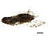  (Sogatella - OT1_JRE_232)  @13 [ ] CreativeCommons - Attribution (2011) CBG Photography Group Centre for Biodiversity Genomics