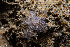 (Distaplia rosea - NIB_CCM_0384)  @11 [ ] by_nc (2021) Picton, B.E. Queen's University, Belfast